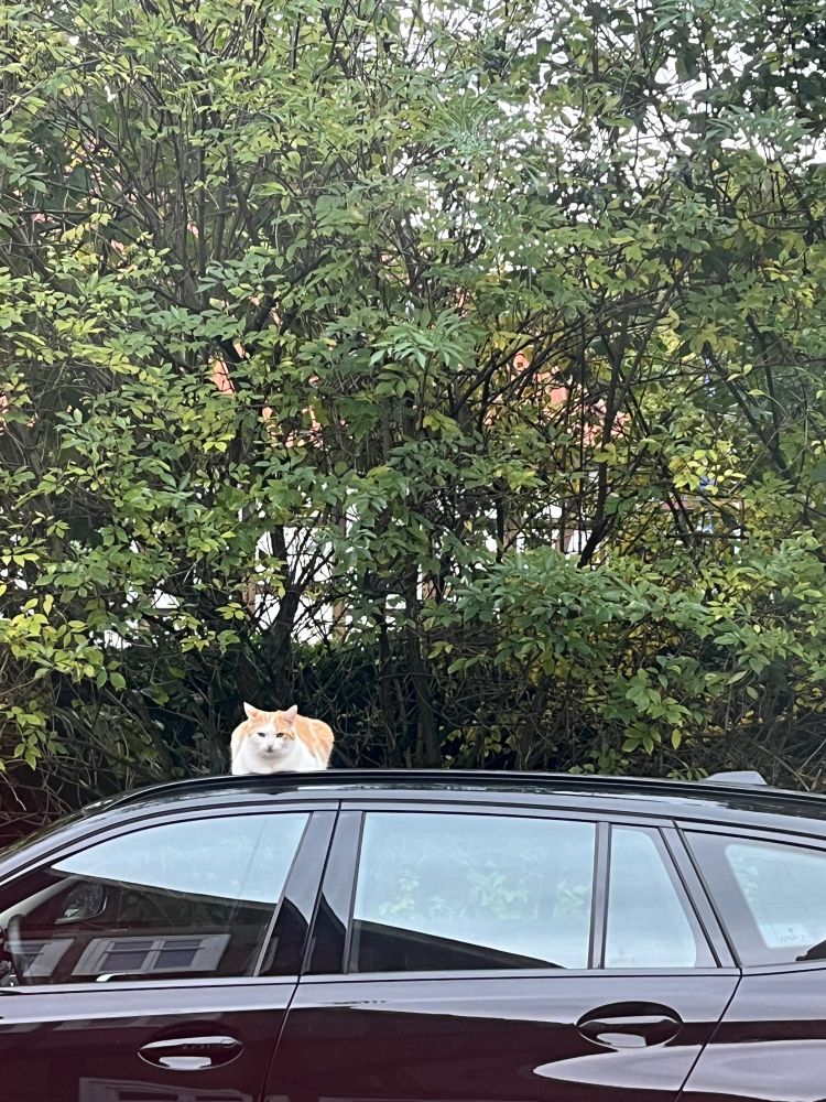 Rot weißer Kater, der auf unserem Autodach liegt und mich beobachtet.
Aus dem Küchenfenster nach draußen fotografiert.
