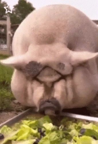 a pig with a mustache is eating lettuce from a plate