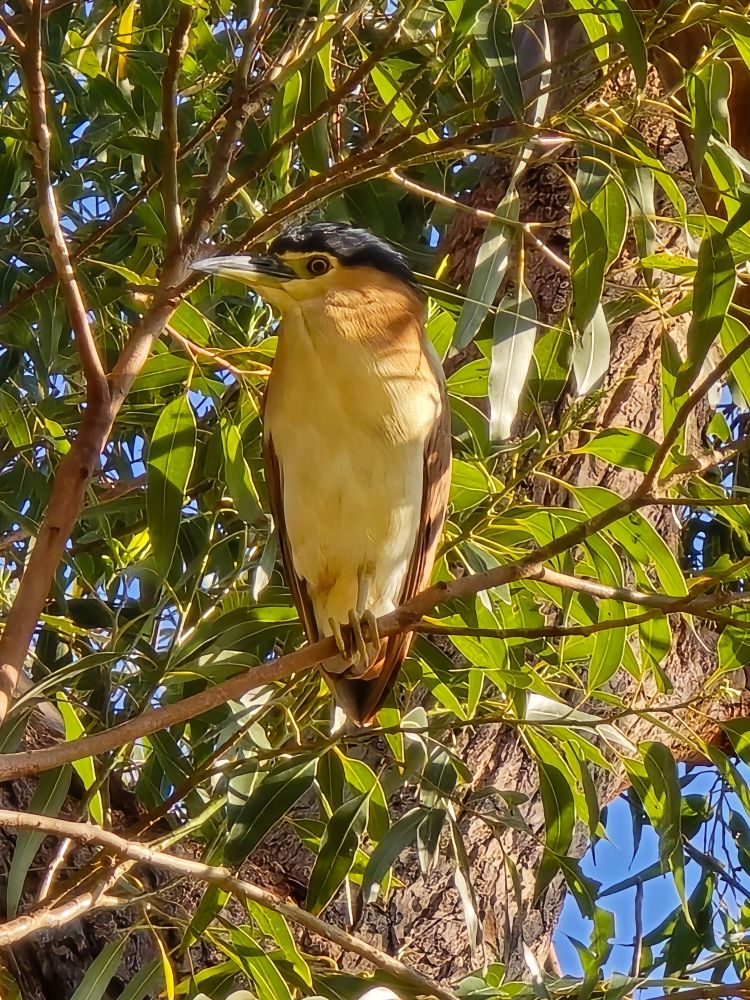 Nankeen Night Heron perched on a tree branch.