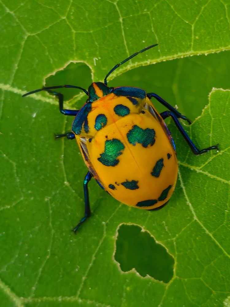 Harlequin beetle