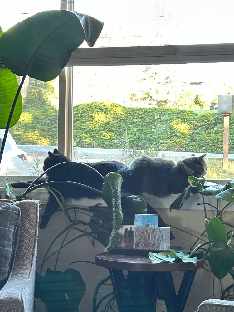Black cat and gray cat laying down butt to butt on window sill.