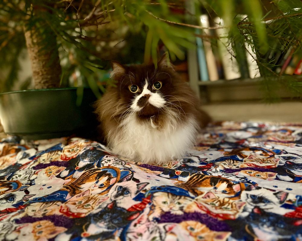 Cat underneath the Christmas tree 