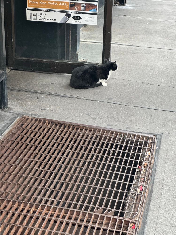 a black and white cat sitting outside a bodega