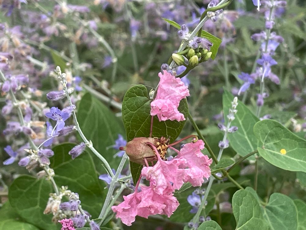 Close-up of lavender plant with pink among the purple petals. Sidewalk garden on Capitol Hill. Washington, DC (August 2025)