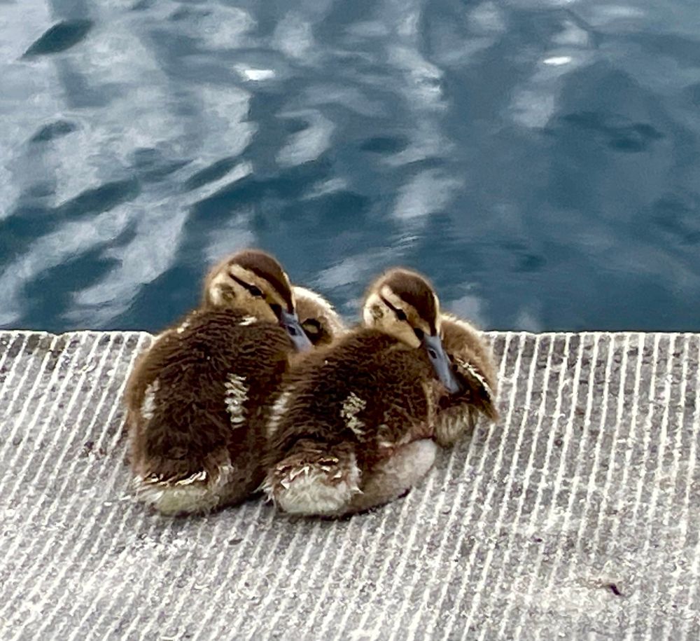 A pair of ducklings snuggled up together on the cement edge of a reflecting pool, their eyes open and heads swiveled so their little black bills are resting in their back feathers. Washington, DC (May 2024)