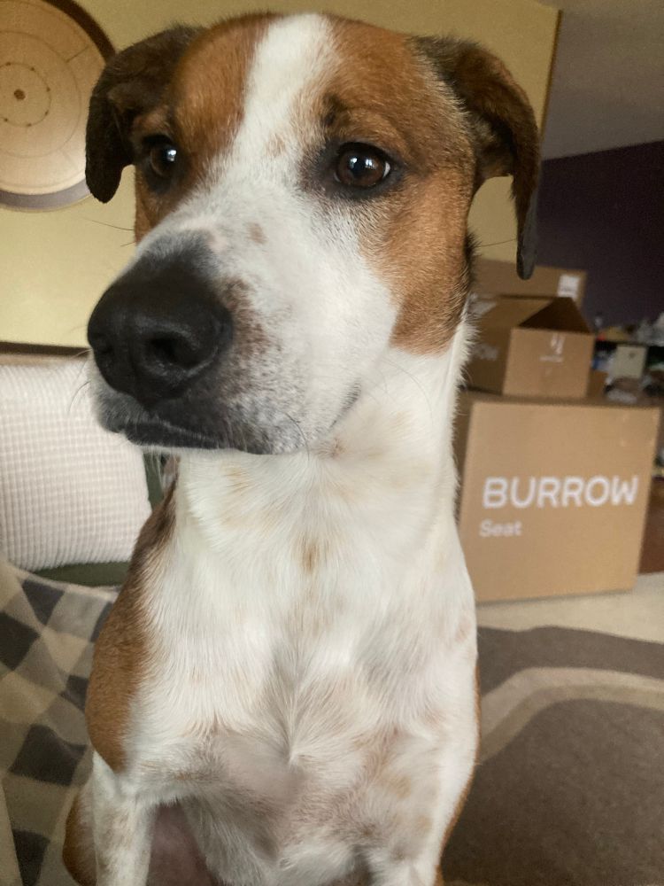 Close up of a mixed breed dog 