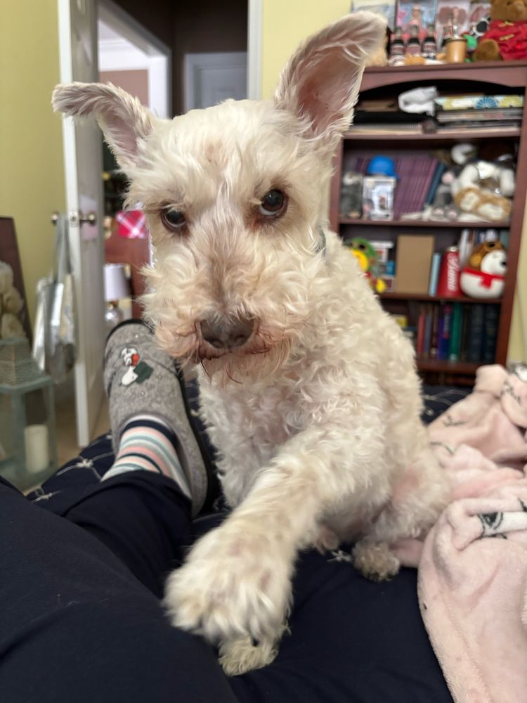 Said white mini schnauzer paws the leg of the photographer. 