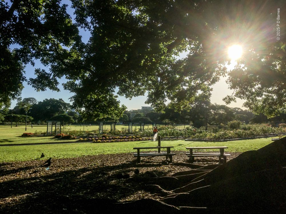 Standing under the wide canopy of a large mature fig tree, the early morning sun is shining through the branches as we look out over a large, grassy park with extensive rose gardens.