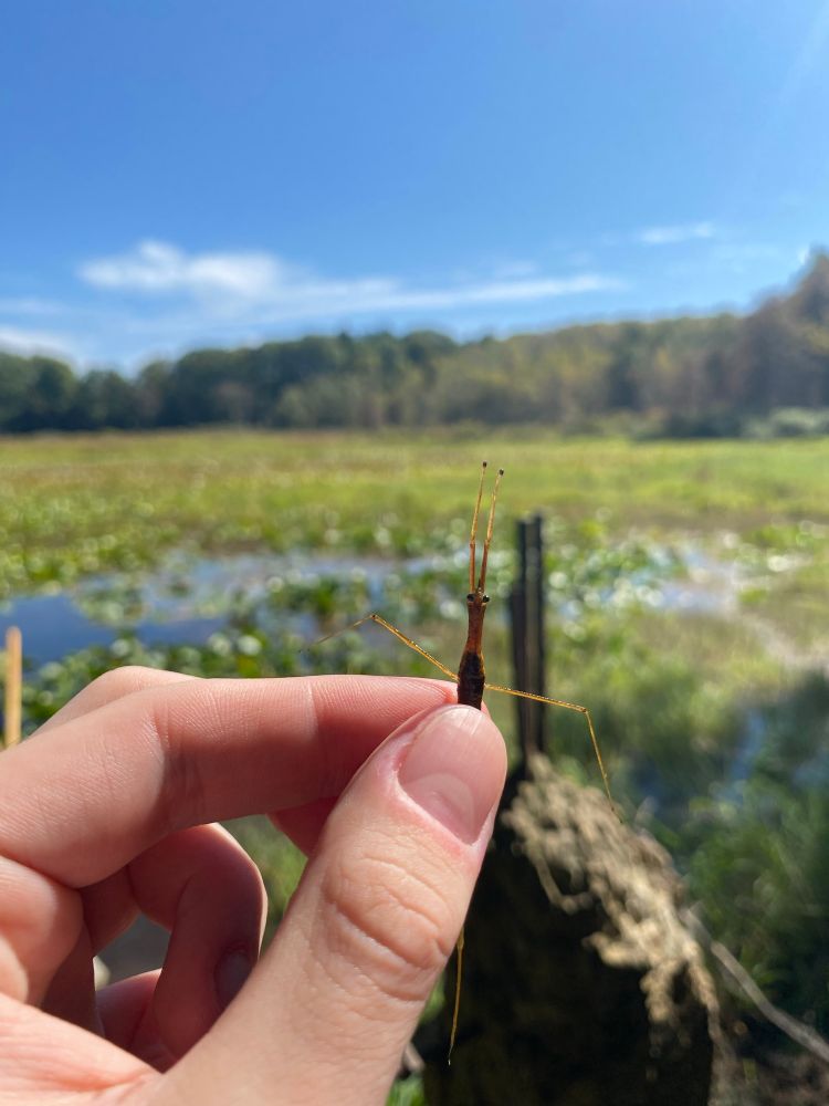 A water scorpion (Nepidae: Ranatra) overlooking a large wetland.