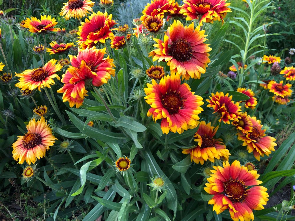 Yellow and red flowers emerging from hairy green leaves