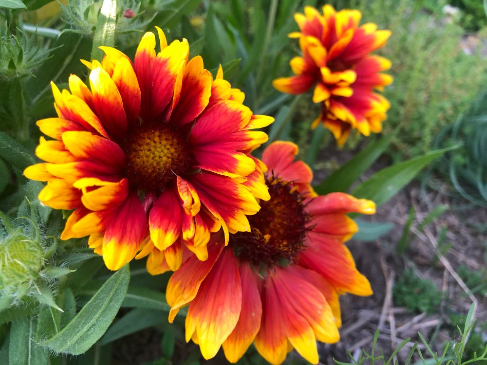 Two red and yellow flowers pushing into each other while another flower is in the background