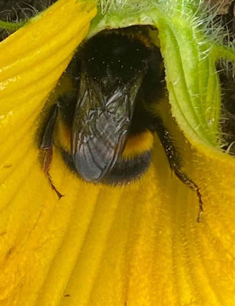 Buff tail bumblebee queen