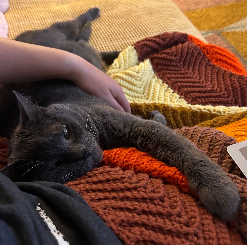 My gray cat Smokey 