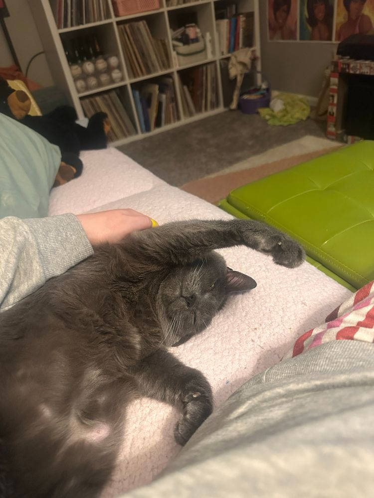 My gray cat Smokey 