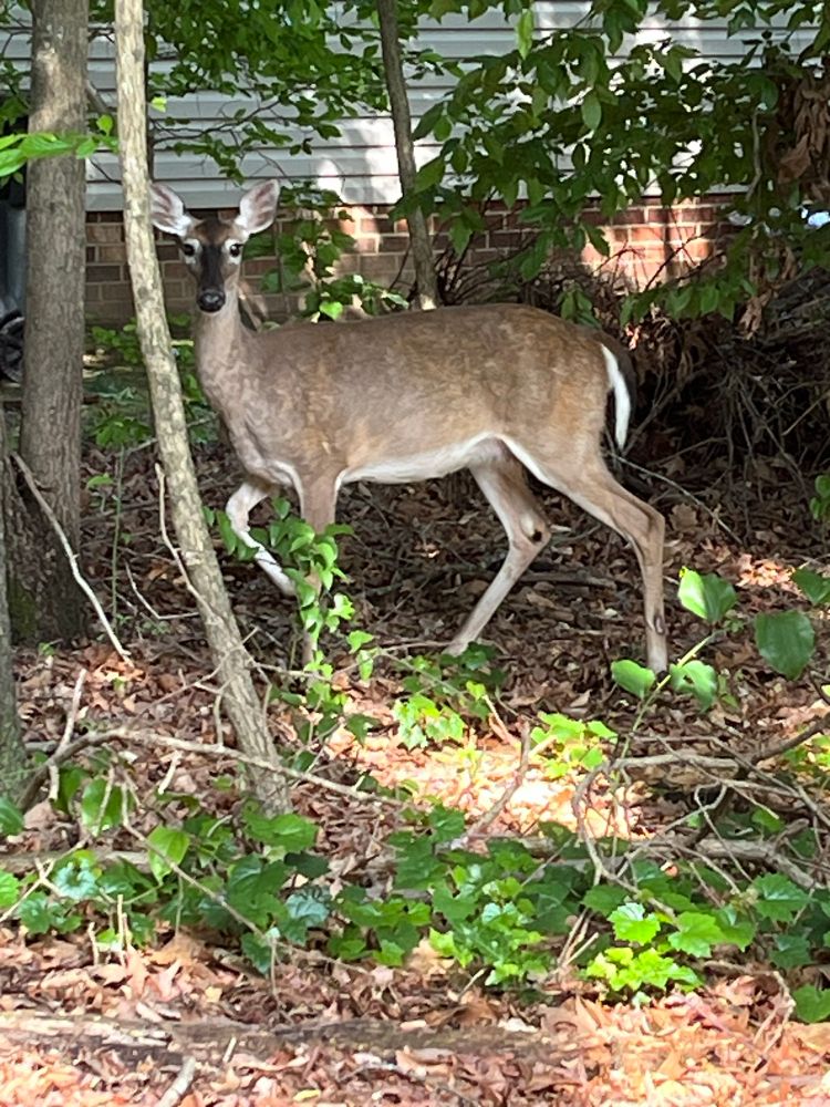 A white tailed dear staring hesitantly at the camera from a forest glade 
