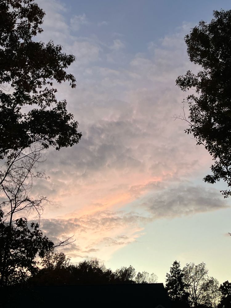 An evening sky of pale blue transitioning to light pink and grey mottled clouds all framed by the silhouettes of two trees still clinging to their leaves 