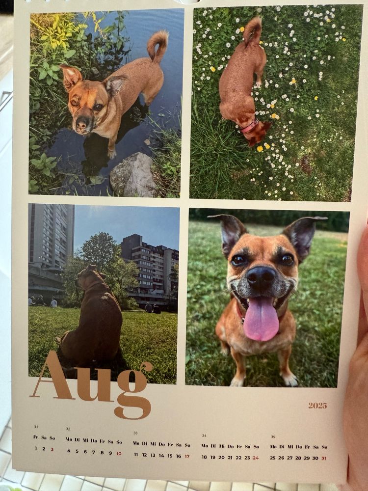 Der Ruby-Monatskalender. Abgebildet ist ein kleiner brauner Hund in vier unterschiedlichen Blickwinkeln, einmal zum Beispiel mit herausgestreckter Zunge, er guckt meist fröhlich. 