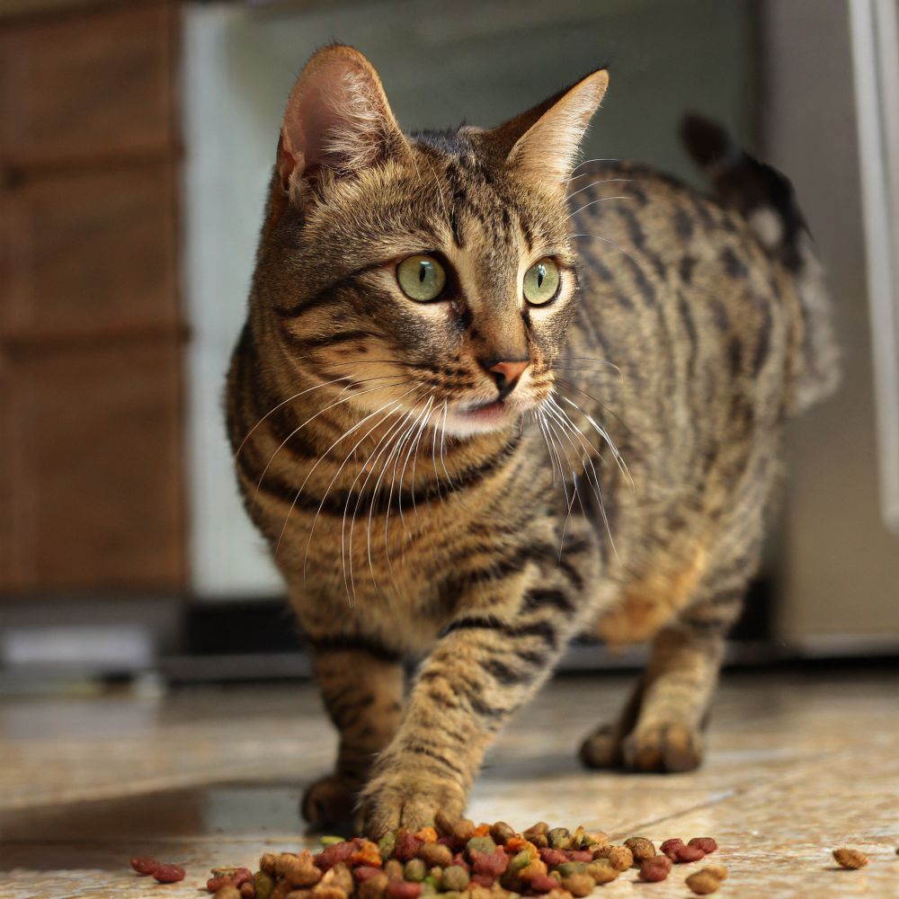 Explaining Your Cat’s Strange Eating Behaviors