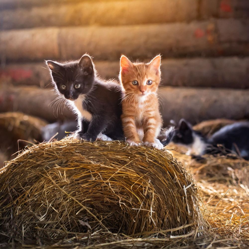 The Art (and Heart) of Socializing Feral Kittens -