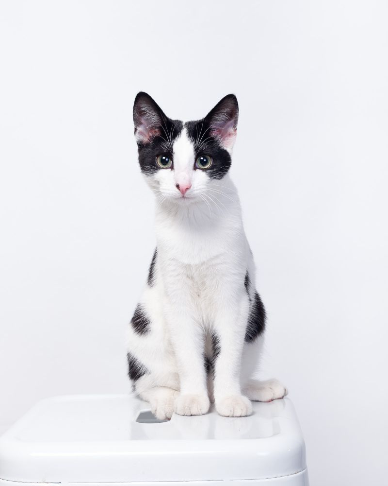 A young black and white cat sitting on a stool and looking straight at the camera, against a plain white photo backdrop.