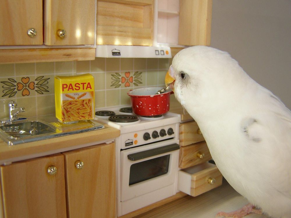japanese bird cooking spaghetti