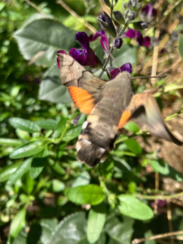 Photo of a hummingbird hawk moth nectaring on a Salvia flower.