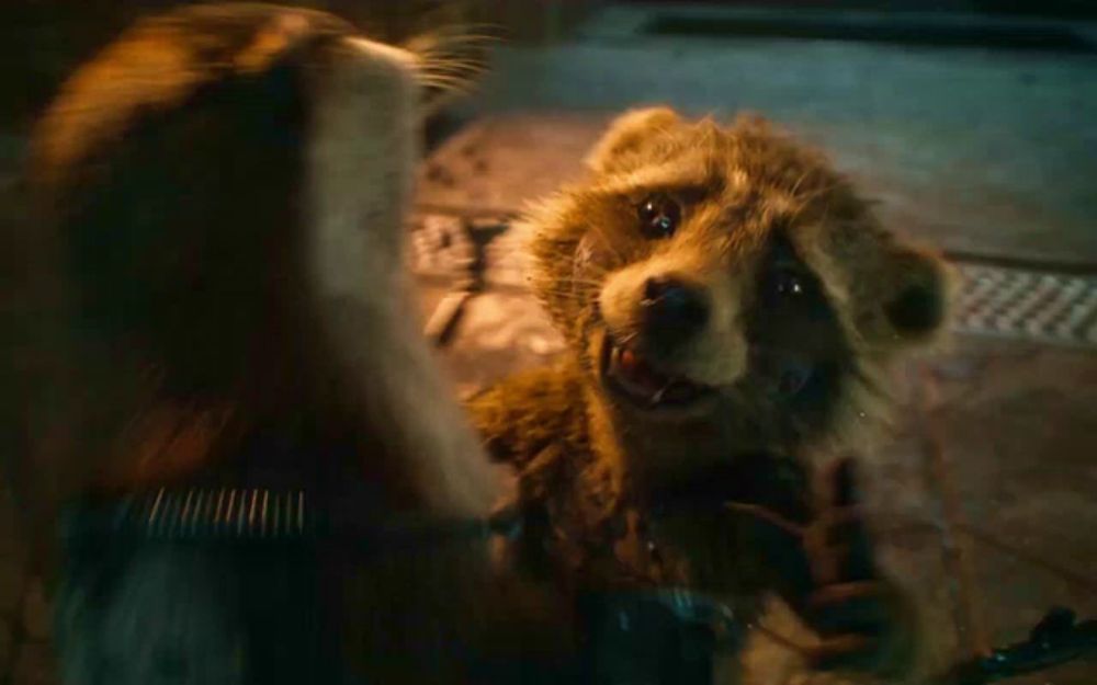 a raccoon is standing next to a woman and looking at her