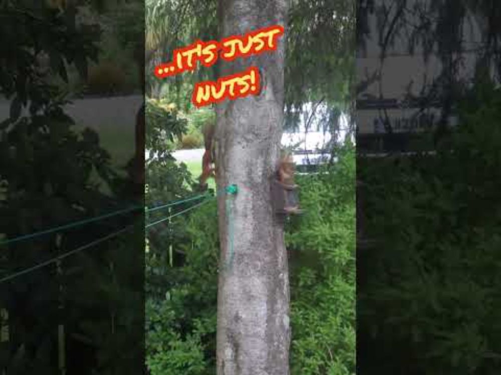 The Red Squirrel Wars ..just nuts! Squirry McSquirrelface and Big Ginge go toe to toe in Argyll