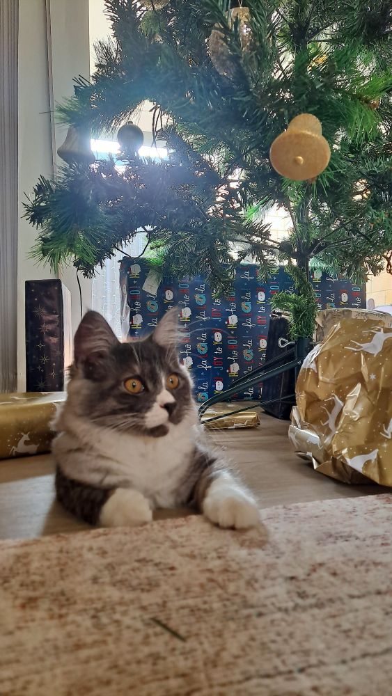 The fog of war (Christmas)