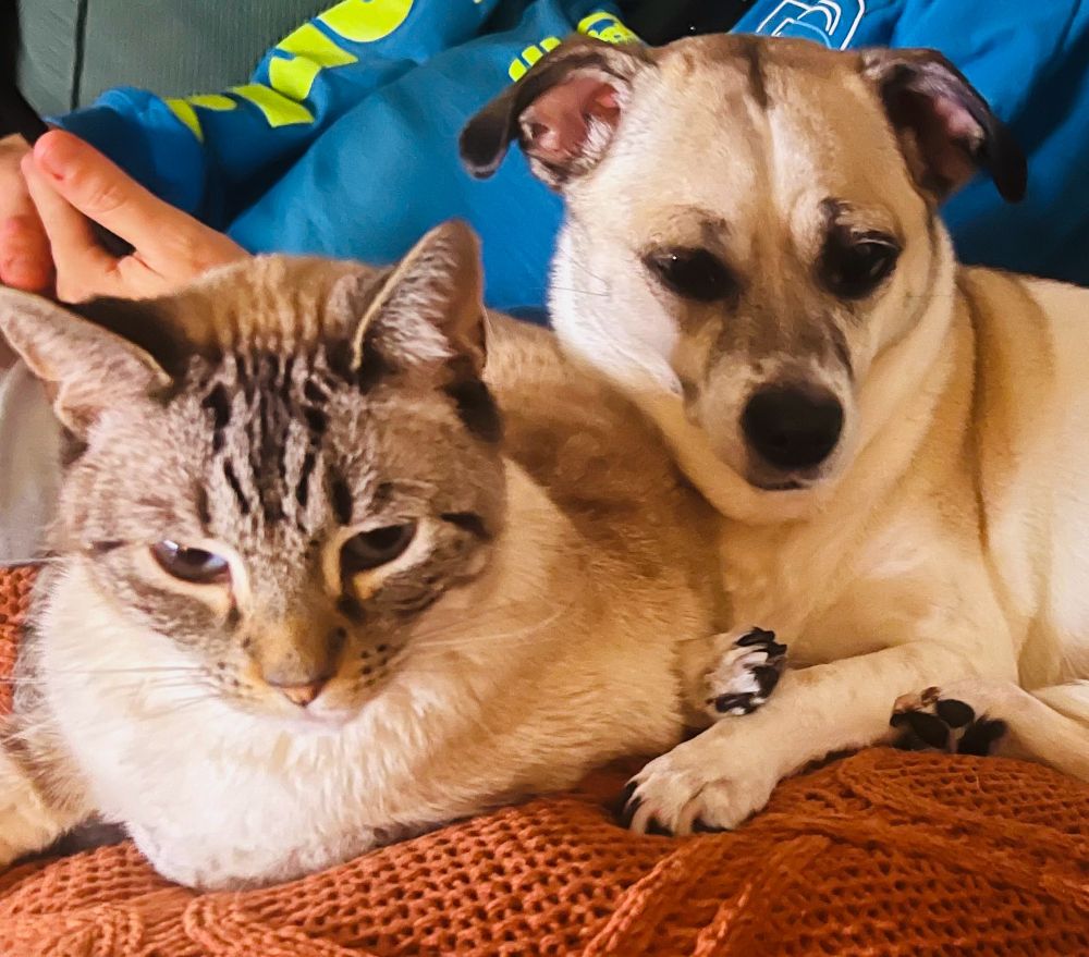 Cat and dog snuggled together 