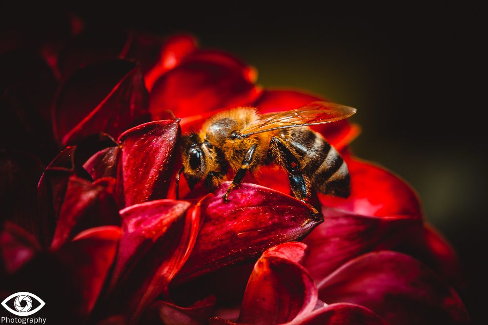 Honey bee on a red daliah