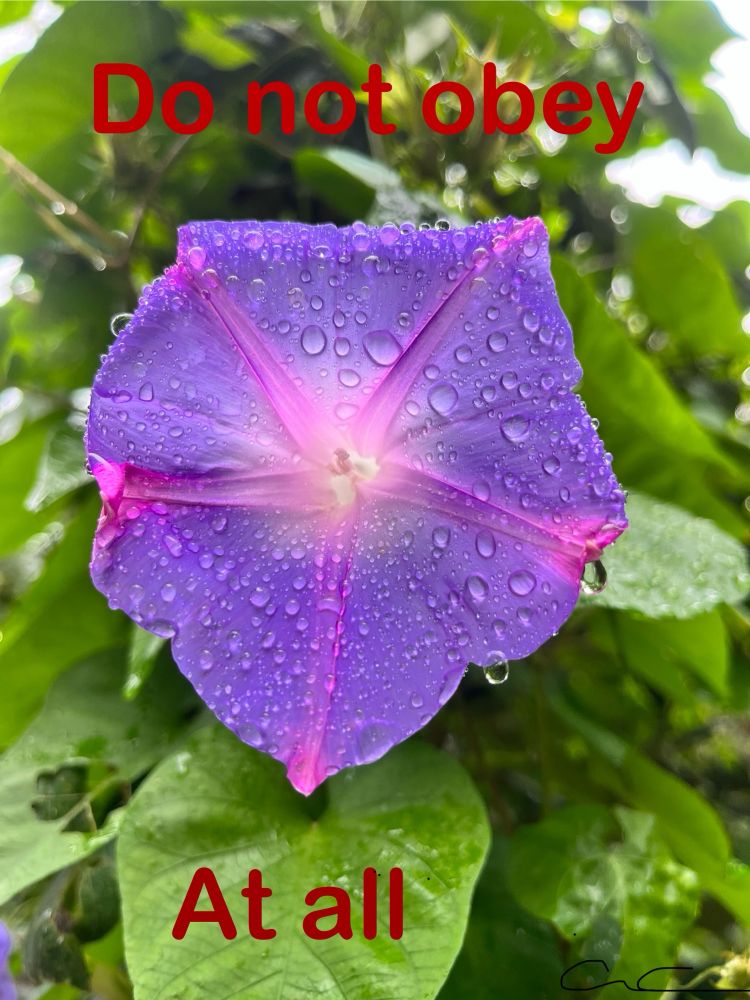Comment image