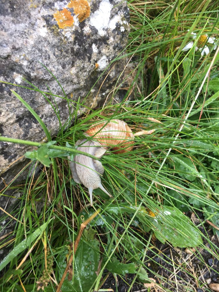 A large snail in the grass by a Roman wall