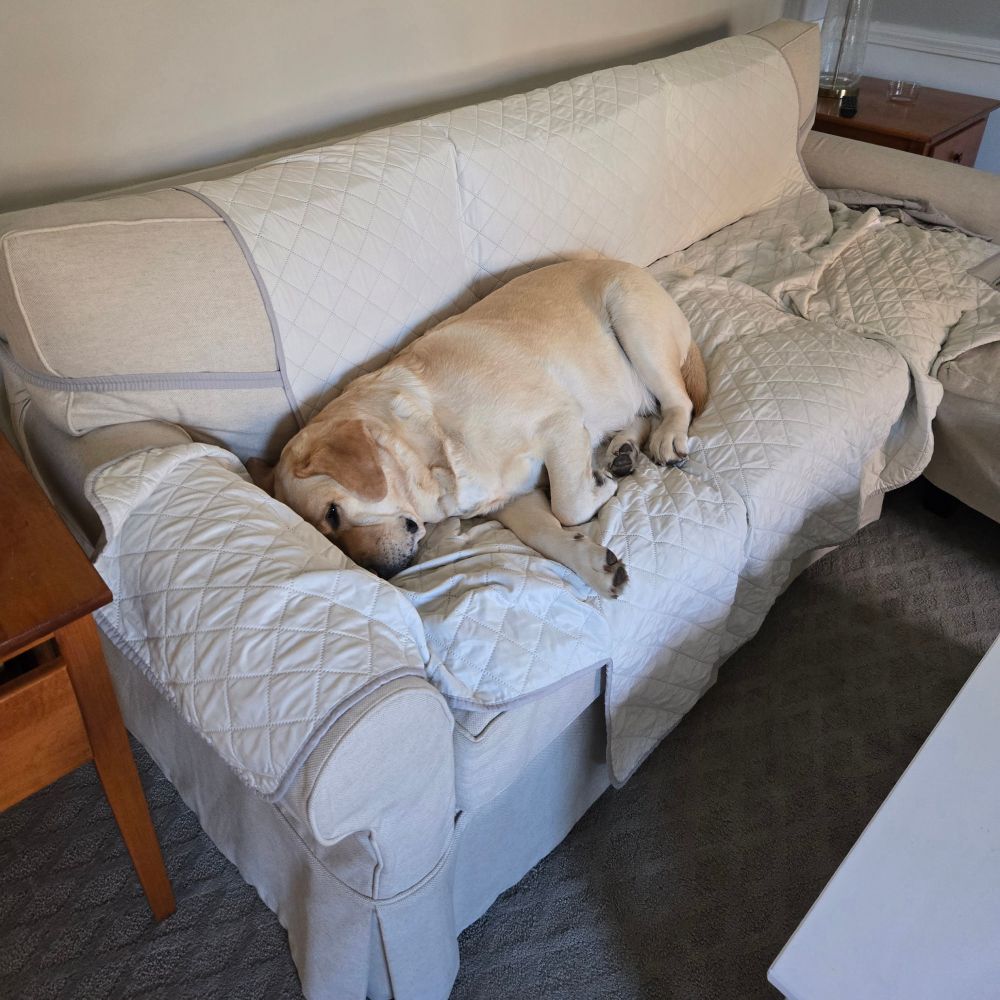 A yellow lab sleeping on his side taking up half of a 3 seat sofa