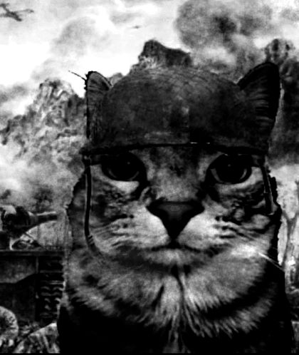 grainy black and white image of a cat in a battlefield sporting a 1000-yard stare directly at the viewer
