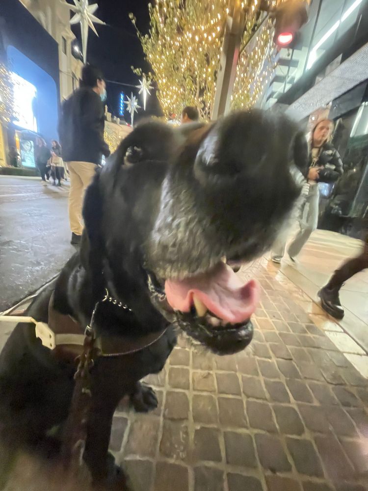 A Black Labrador Retriever sits and stares off screen towards an unseen hand holding a dog kibble food reward. The dog has a huge smile on his face and intently stares at his handler’s hand.