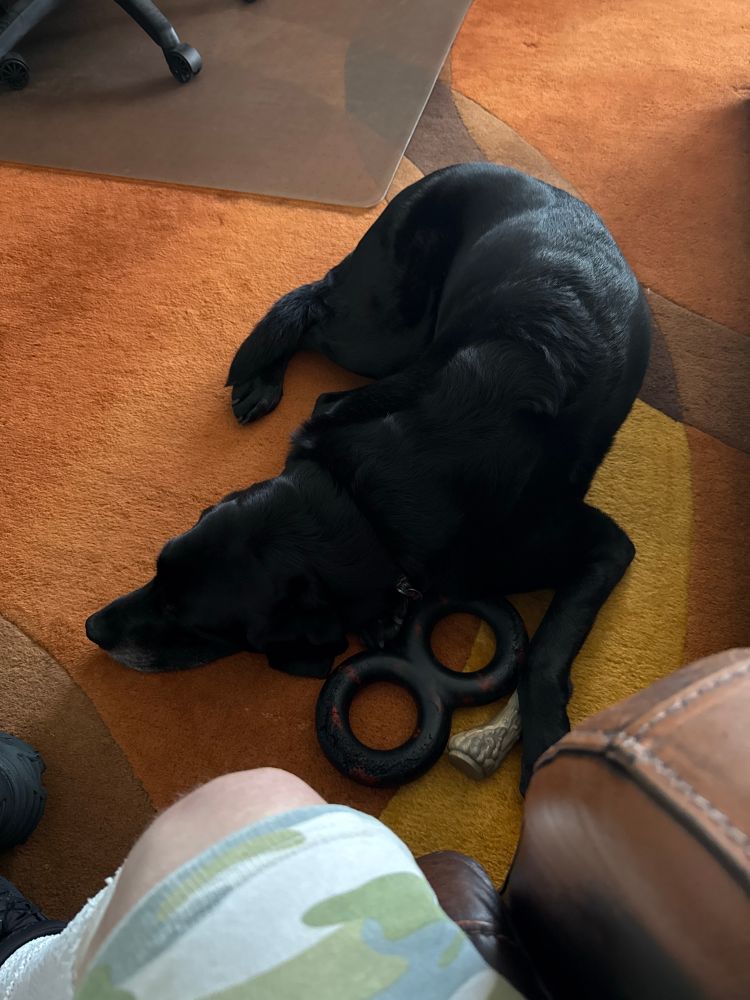A Black Labrador Retriever lies out flat on an orange carpet. His tug toy and Nylabone lay beside him.