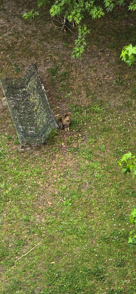 Chat caché à côté du banc