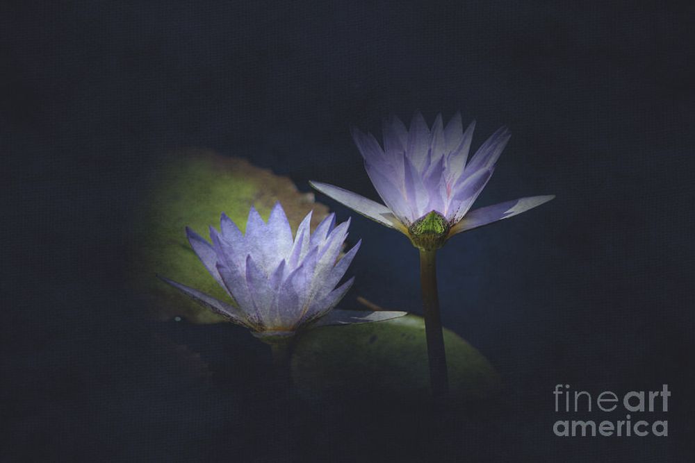 Lotus Flowers in Midnight Blue Digital Art by Colleen Cornelius