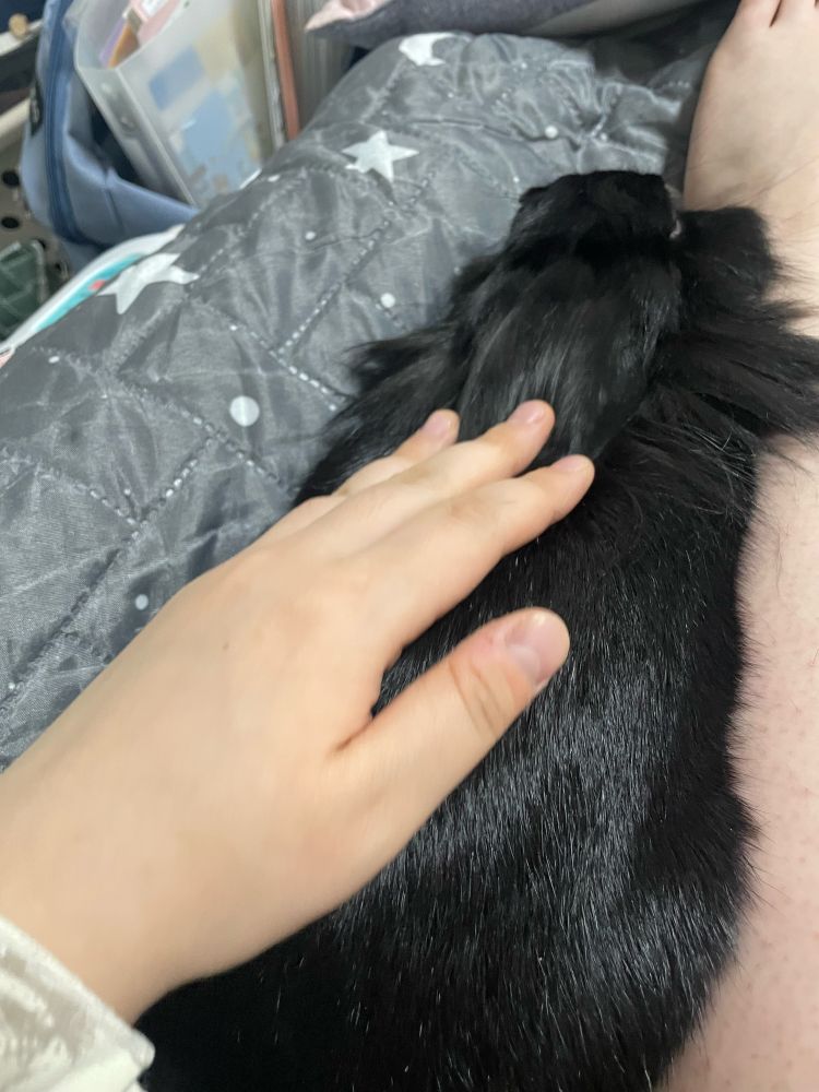 검은 토끼가 사람의 맨 다리에 기대 있다 사람의 손이 쓰다듬는다