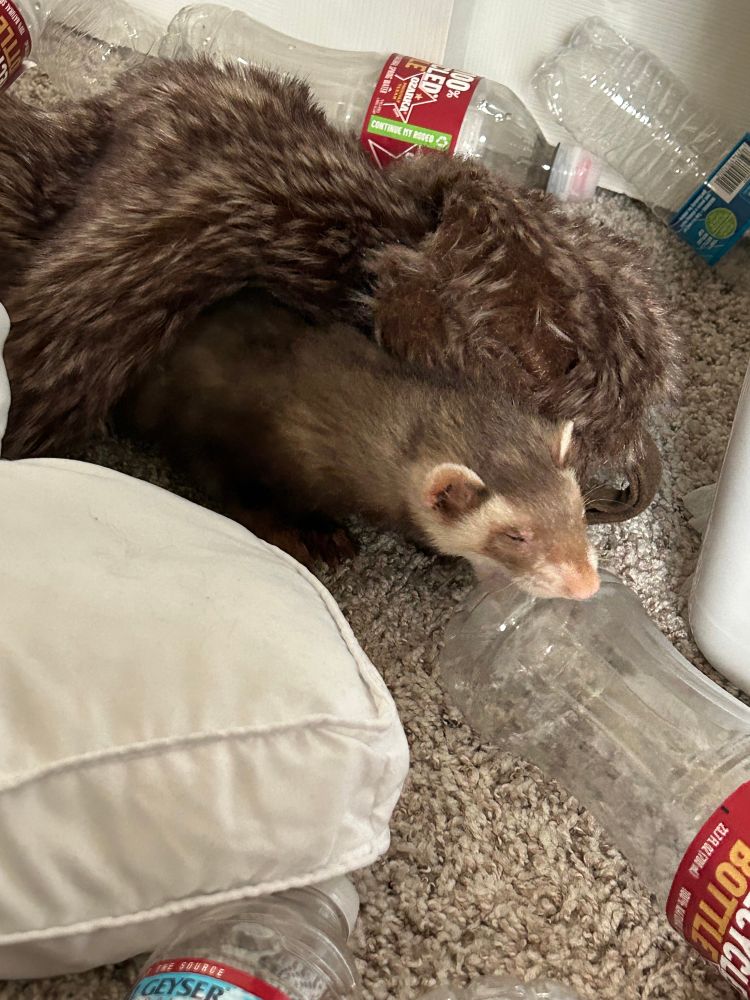A chocolate sable ferret biting the butt of an empty plastic water bottle from underneath a dark brown faux fur christmas stocking. He is only visible shoulders up. there are various other empty plastic water bottles in the background and foreground, unbitten.