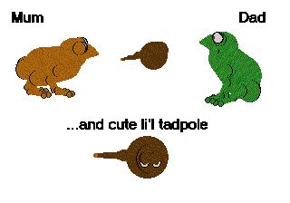 An example image for a petz breed of a frog or toad. There is a brown one labeled 'mum' to the left, and a green one labeled 'Dad' to the right. In between them is a brown circle with a tail. Below them, a zoomed in image of the brown circle creature is labeled '...and a cute li'l tadpole'. The Tadpole is facing towards the viewer.