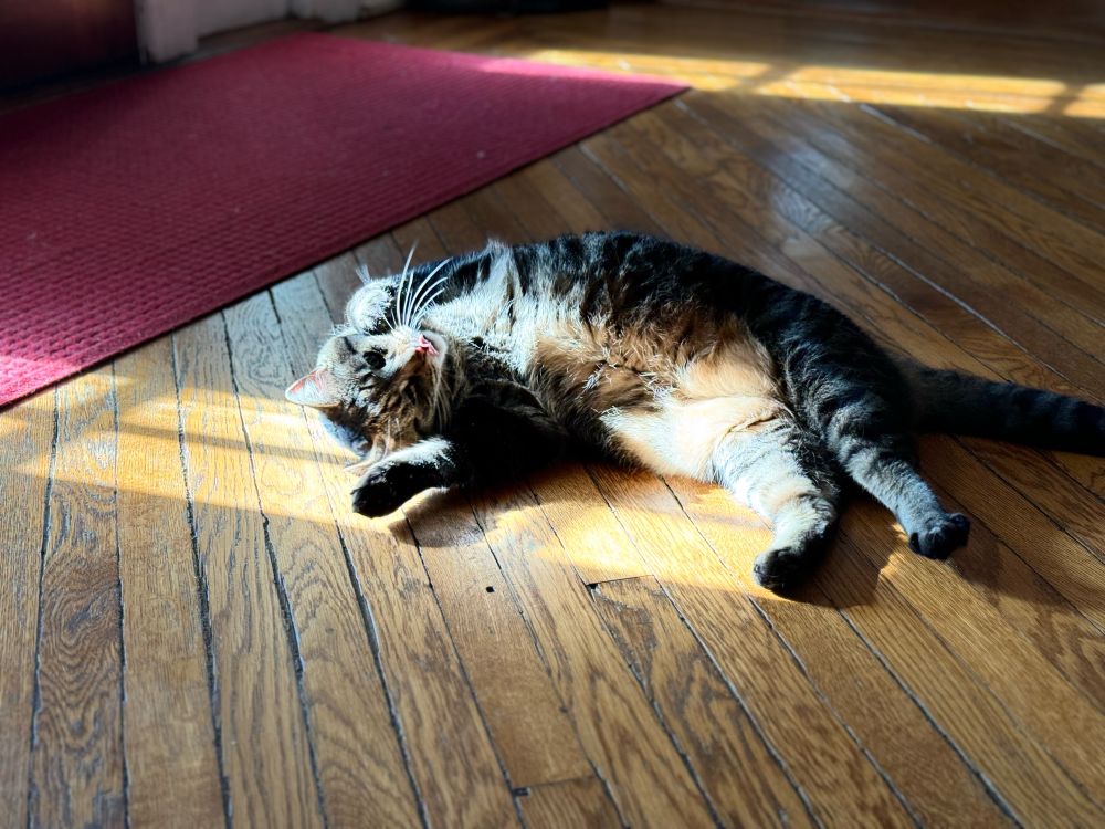 Cat in sunbeam with bleep