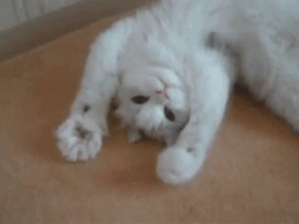 a white cat laying on its back with its paws up