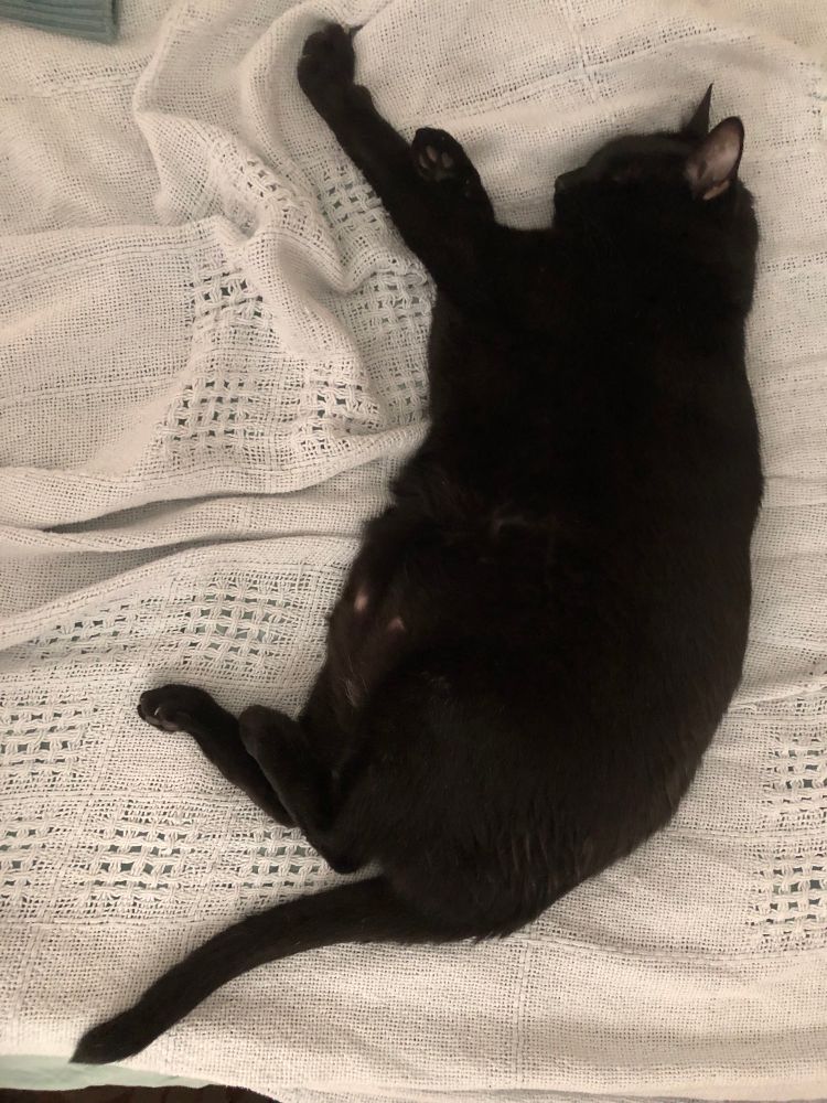 Black cat sleeping on light blue blanket.  One hind foot is resting on top of the other hind foot.
