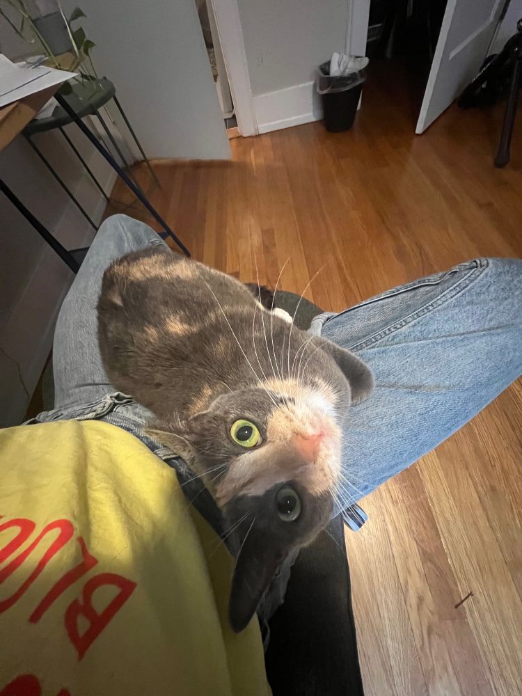 a very cute tortoiseshell cat sits in a person’s lap, looking up at the camera. A part of a home office is visible in the background