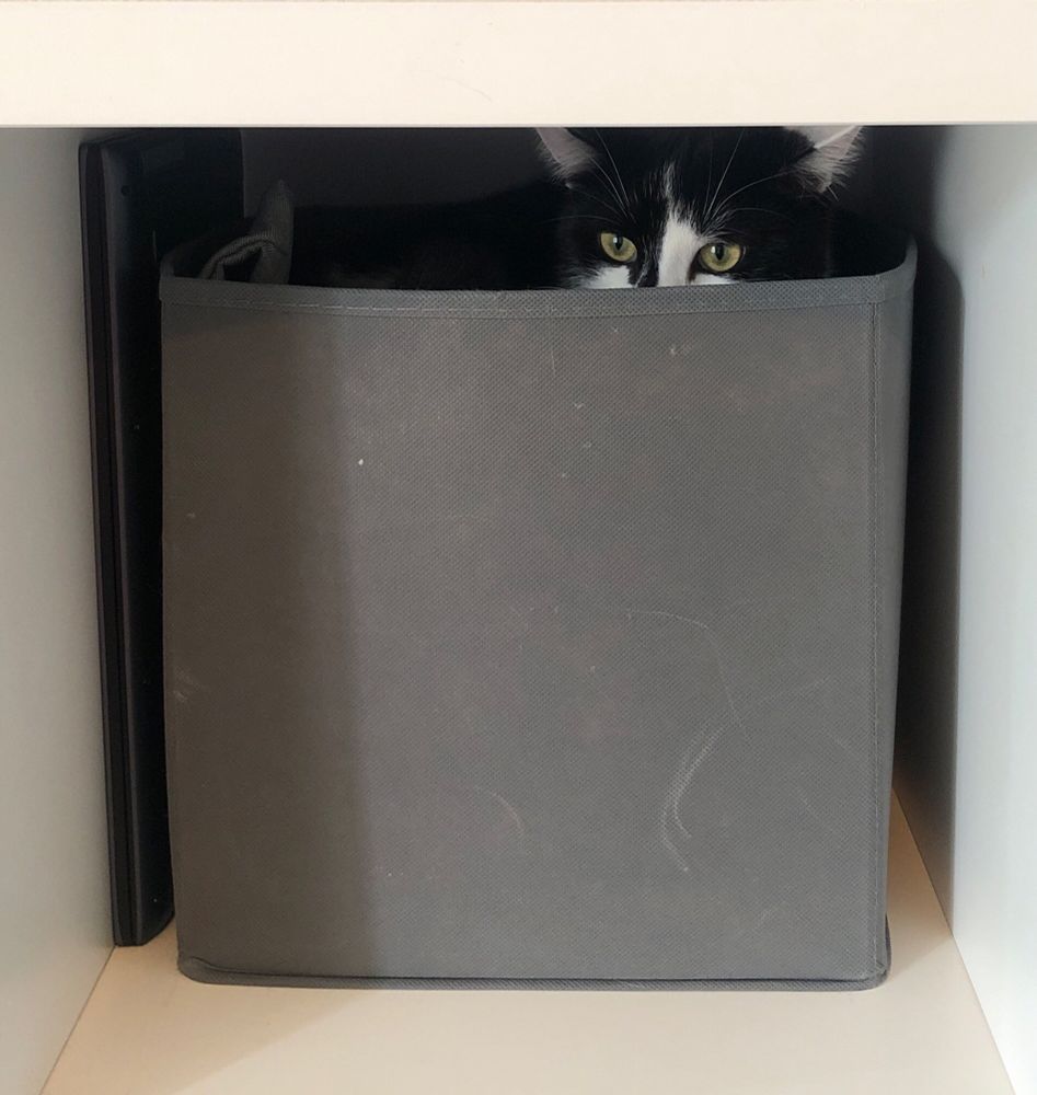 Black and white cat in a box, cheekily poking his eyes out the top.