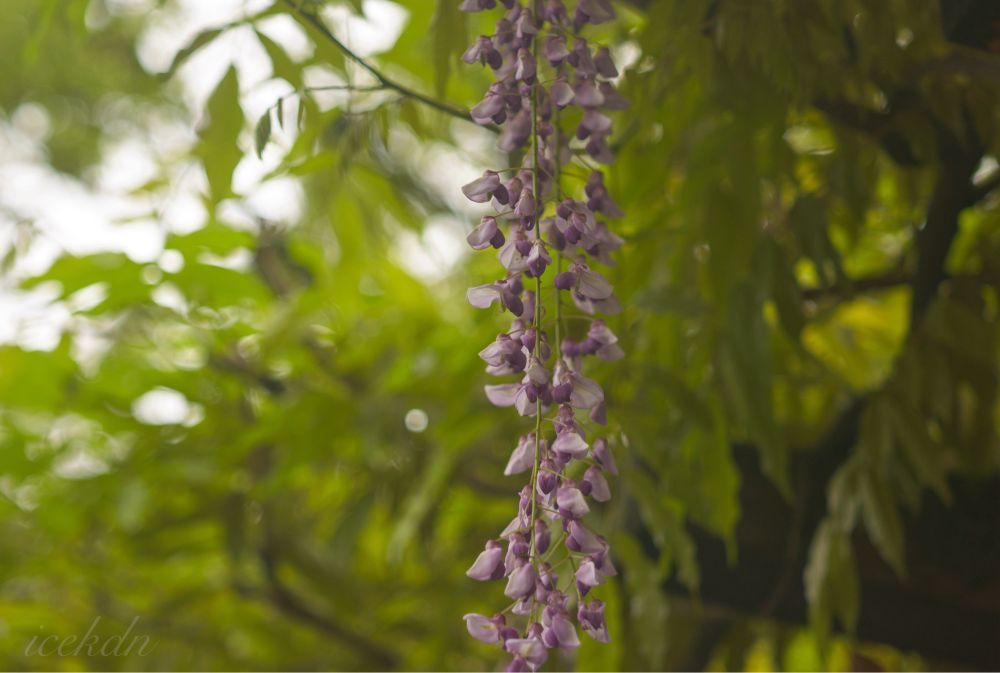 晩春の季語 藤の花
一面を覆い尽くす圧巻の藤棚もいいけどポツンとしかし凛と咲く藤も美しい