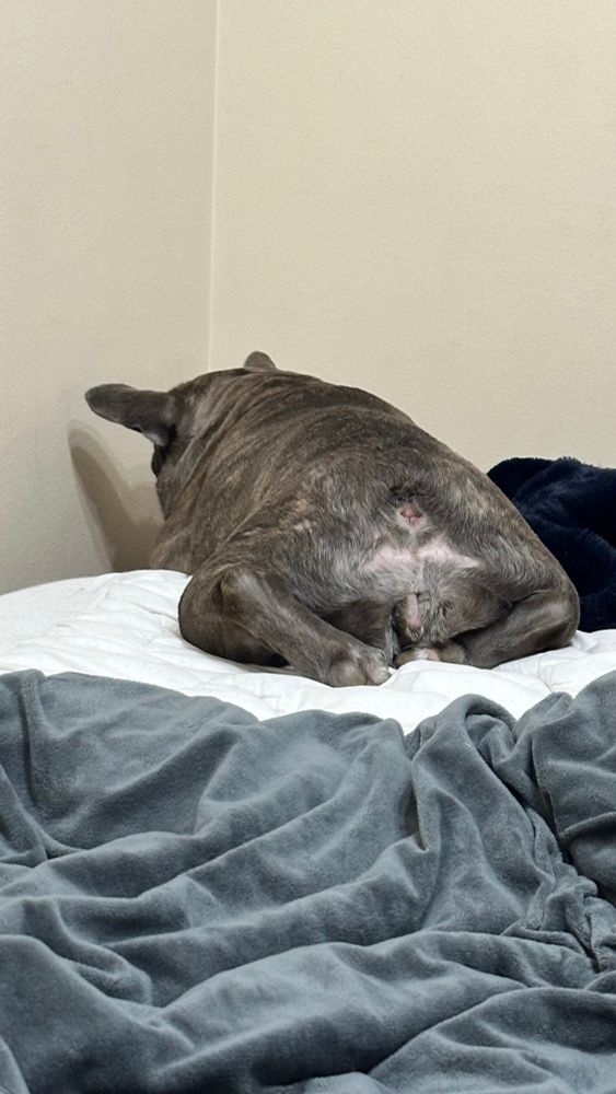 Ivy, my brindle French Bulldog, is doing serious detective work on the bed.  She's got her head down, nose to the edge of the mattress, with her little brindle butt sticking up in the air.  You can practically see the concentration in her face (or at least where her face would be if she wasn't so focused on the floor).  She's on a mission to find that lost toy, no matter how long it takes (or how silly she looks doing it)!
