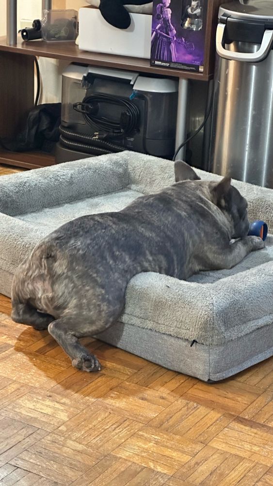 "A brindle French Bulldog named Ivy lies sprawled on her stomach in a gray dog bed with doughnut upturned edges Her back legs hang off the edge of the bed. She has a bully stick in her mouth, held securely in a blue plastic holder to prevent choking."